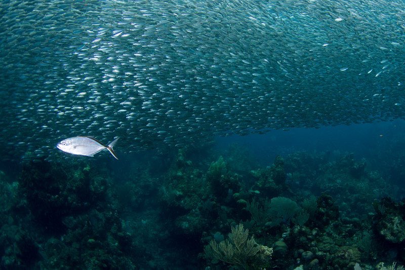 Action shots from our recent science diving expedition in #Roatan! Huge thx 2 @coralreeffish for the 📸! 

#coralreefenthusiast #ccrexplorers #marineprotectedarea #marineconservation #oceanscience #schoolingfish #teamfish #predatorfish #marinewildlife #scuba