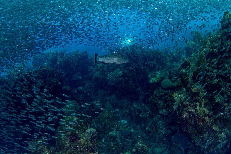 scuba_franny's tweet photo. Action shots from our recent science diving expedition in #Roatan! Huge thx 2 @coralreeffish for the 📸!
#coralreefenthusiast #ccrexplorers #marineprotectedarea #marineconservation #oceanscience #schoolingfish #teamfish #predatorfish #marinewildlife #scuba https://t.co/otdt4m2Jgw