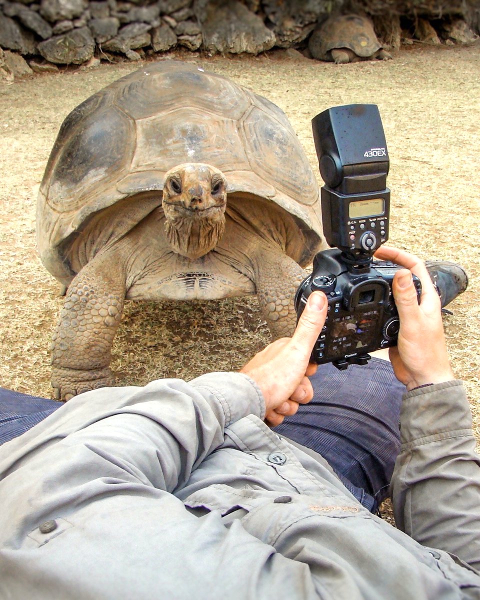 iotaseychelles's tweet photo. Tortoise Photo Tips #tortoisetips
1. Be a tortoise - get down low
2. Focus on the eyes for a great headshot
3. Try different angles
4. Zoom in a little
5. Take your time
Note: don't point the flash in their eyes
📷 Xenia W
📷 @richinnature
#tortoise #reptile #photo #nature https://t.co/8CFAXntJTO