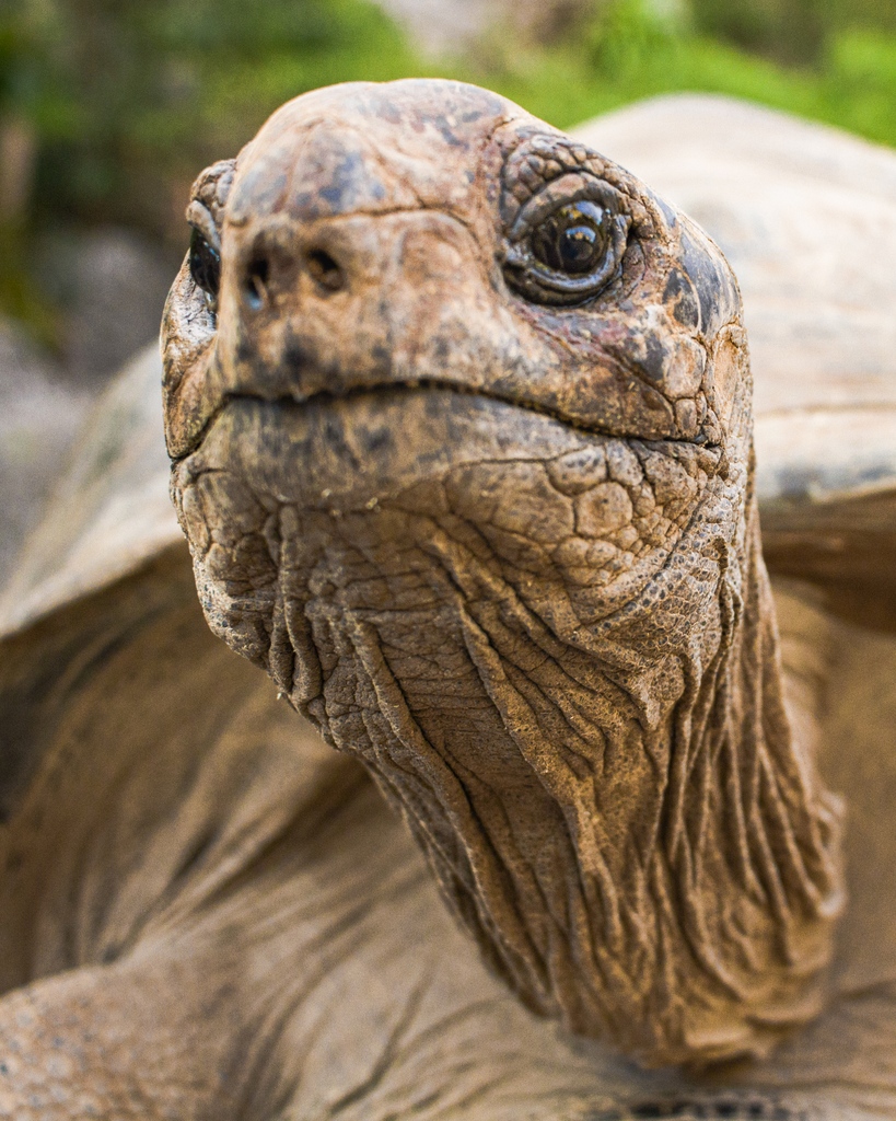 iotaseychelles's tweet photo. Tortoise Photo Tips #tortoisetips
1. Be a tortoise - get down low
2. Focus on the eyes for a great headshot
3. Try different angles
4. Zoom in a little
5. Take your time
Note: don't point the flash in their eyes
📷 Xenia W
📷 @richinnature
#tortoise #reptile #photo #nature https://t.co/8CFAXntJTO