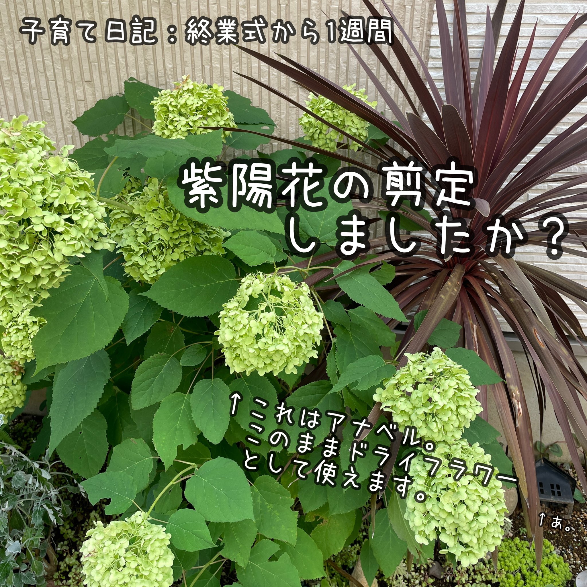ちーこ 無農薬 有機野菜果物の三常農園 Farmsanjo Twitter
