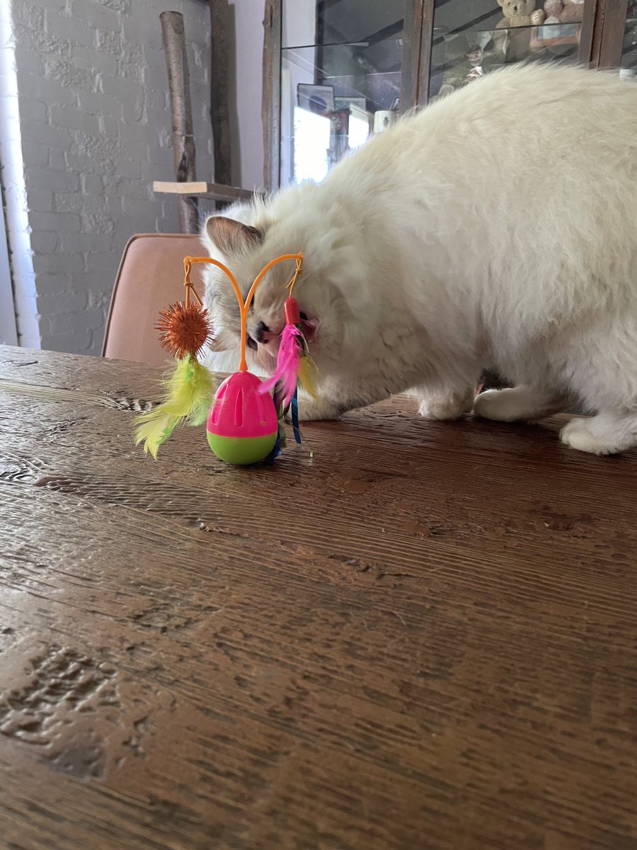 Tweevoeter heeft nieuwe speeltjes gekocht! Dit is een wiebelding, best leuk 😻