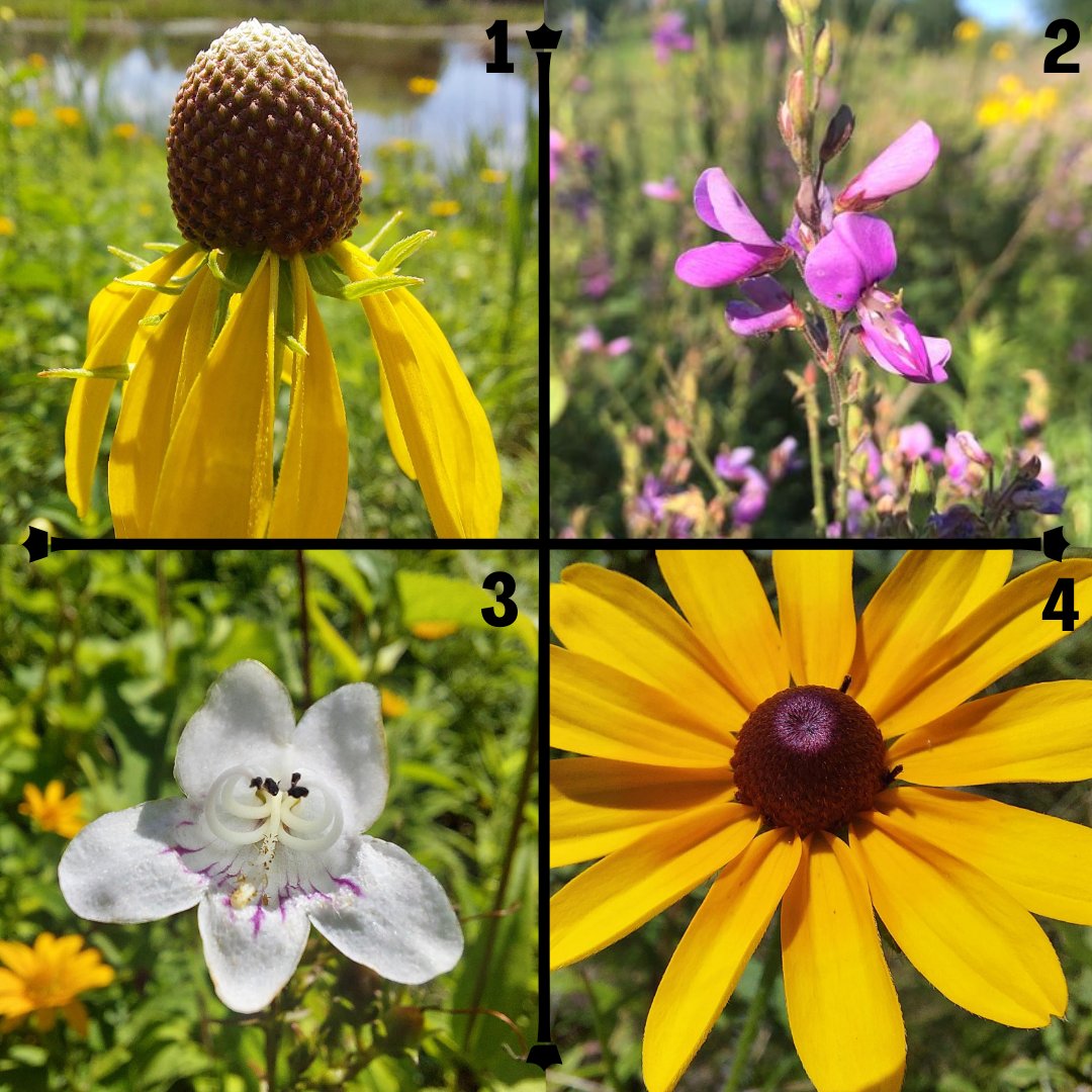 Friends of the Rouge tweet media