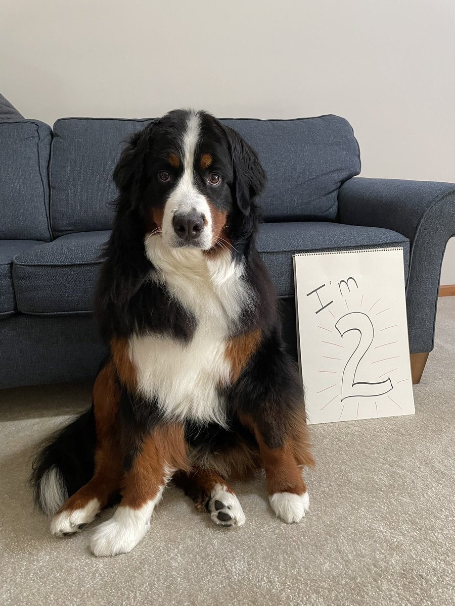 SheriBlossom2's tweet image. My darling Dixie is two years old today! She is my heart, soul and everything!🥰