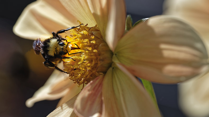 Oregon Data Science Initiative (@uodatasci) on Twitter photo Faculty Spotlight: Lauren Ponisio (<a href="/lcponisio/">Lauren Ponisio</a>) in <a href="/UOBiology/">UO Biology</a> researches the return of pollinators in areas effected by wildfire and is working on image recognition and cameras to monitor bee populations. fal.cn/3qzjT #uodatascience Faculty Spotlight: Lauren Ponisio (<a href="/lcponisio/">Lauren Ponisio</a>) in <a href="/UOBiology/">UO Biology</a> researches the return of pollinators in areas effected by wildfire and is working on image recognition and cameras to monitor bee populations. fal.cn/3qzjT #uodatascience