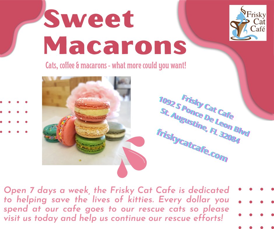 FriskyCatCafe's tweet photo. Join us for cats, coffee &amp; pastries! Open 7 days a week.

#friskycatcafe @staugustinefl #smalllivesmatterkittenrescue #cats #kittens #purrs #meow https://t.co/uFJOD9ijDW