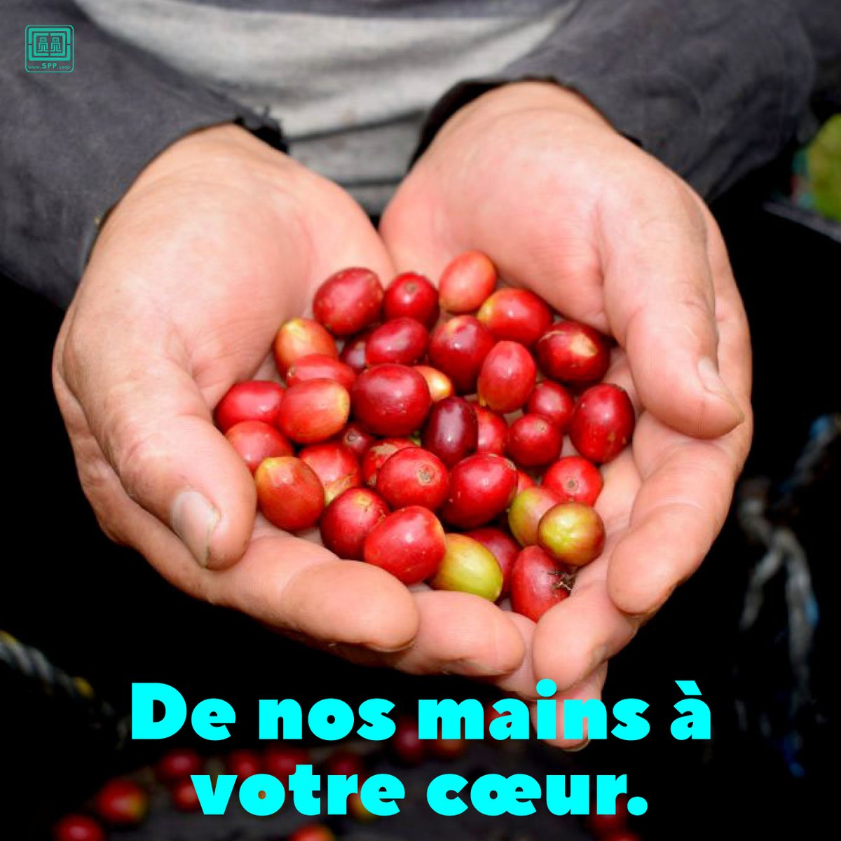 SPP Producteurs Paysans tweet media