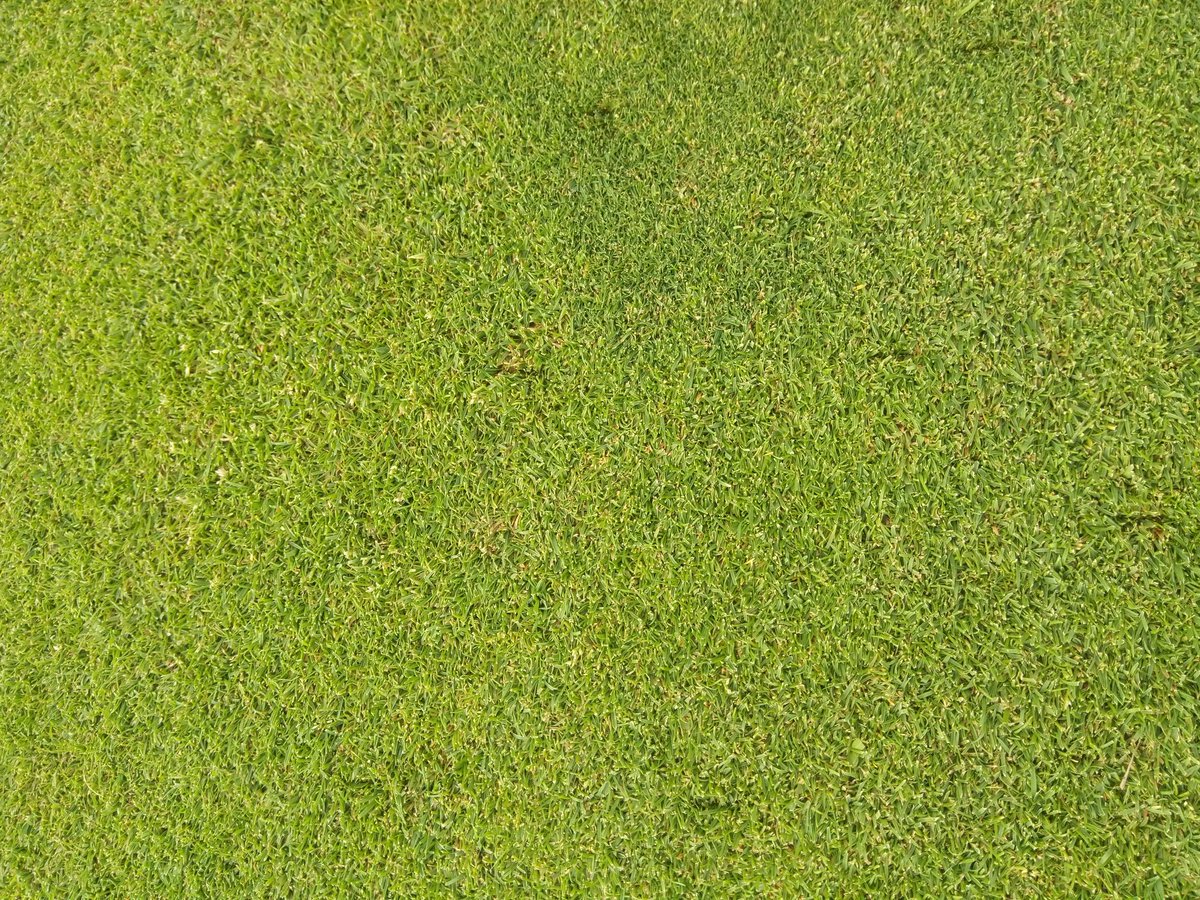 Star slit and cut greens, raked bunkers, solid tined the par 3 tees. <a href="/DGCGreens1908/">Denbigh GC Greens</a> 
<a href="/DGCProShop/">DenbighGolfClub</a>