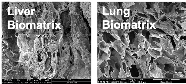 LabRaghavan's tweet photo. Metastasis is a  multi-step process that results in cancer cells invading and colonizing a distant organ. Heather, Ria and Del optimized decellularization methods to generate stable liver and lung biomatrices which mimicked native organ ECM architecture 2/7 https://t.co/xRcSRs3PWc
