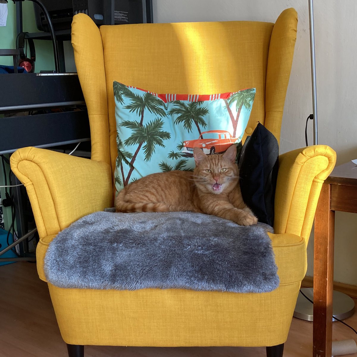 YawningDemons's tweet image. His Majesty, Mr. Little Dumpling! #possesedcats