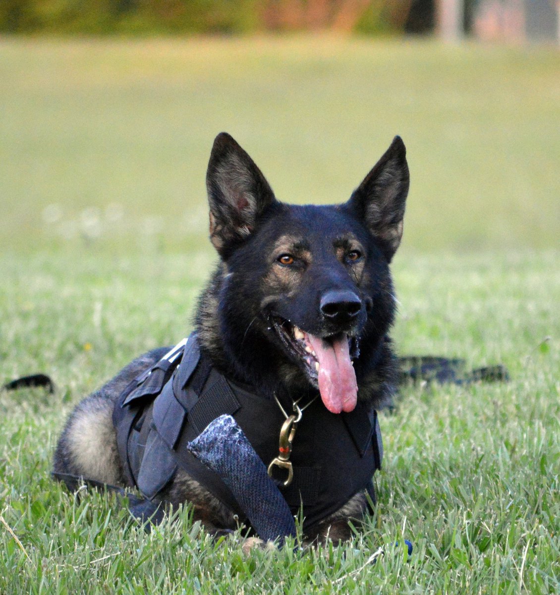 We will always love you Lor, you will be forever remembered and cherished in the hearts of millions. 

Thank you to everyone who has reached out. EOW - 07/26/2022 #K9Lor

We are asking if you care to, in Lor’s memory, to donate to <a href="/ProjectK9Hero/">Project K9 Hero</a> 

projectk9hero.networkforgood.com