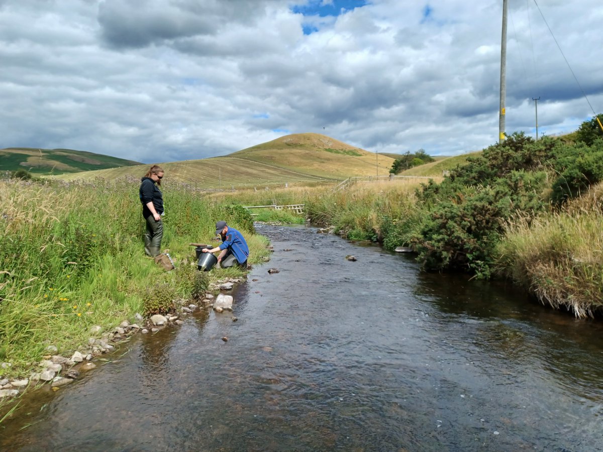 We have begun this years timed electro-fishing on the River Till! Each site we visited produced bucketloads of fish, and at the last site of the day, within 3 minutes we caught... ▪️234 Trout fry ▪️6 Trout parr ▪️99 Salmon fry ▪️15 Salmon parr