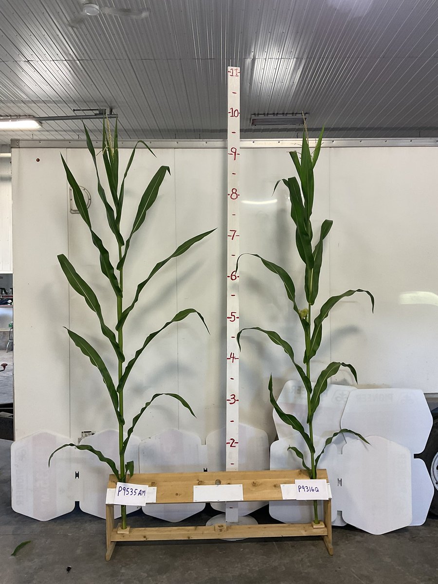 Calling all models! Next round of 2023 winners on the catwalk today ! Corn characterization day in Eastern Ontario. Just like your kids each hybrid family has distinct characteristics to them…tassel size, leaf orientation, tassel colour etc. #GreatLineup2023 <a href="/dacres_cca/">Darryl Acres</a>