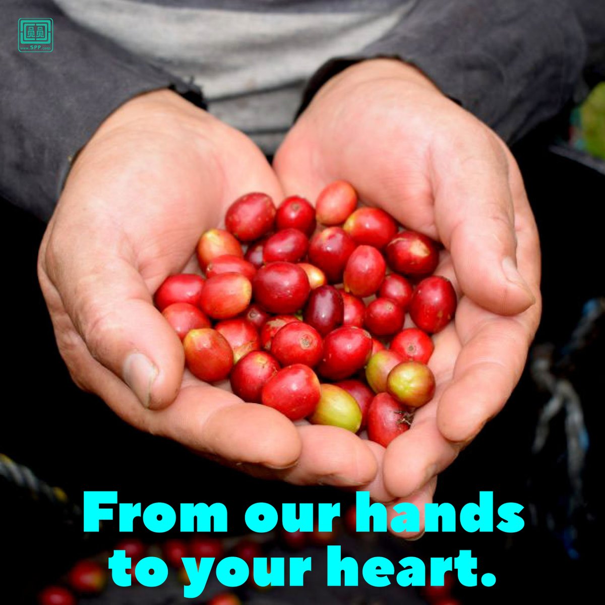 At SPP we work for a dignified life and a healthy planet for all. We work devotedly and wholeheartedly to grow our crops and produce high quality products specially for you 💚.

#organiccoffee #SPPsmallproducers #Coffee