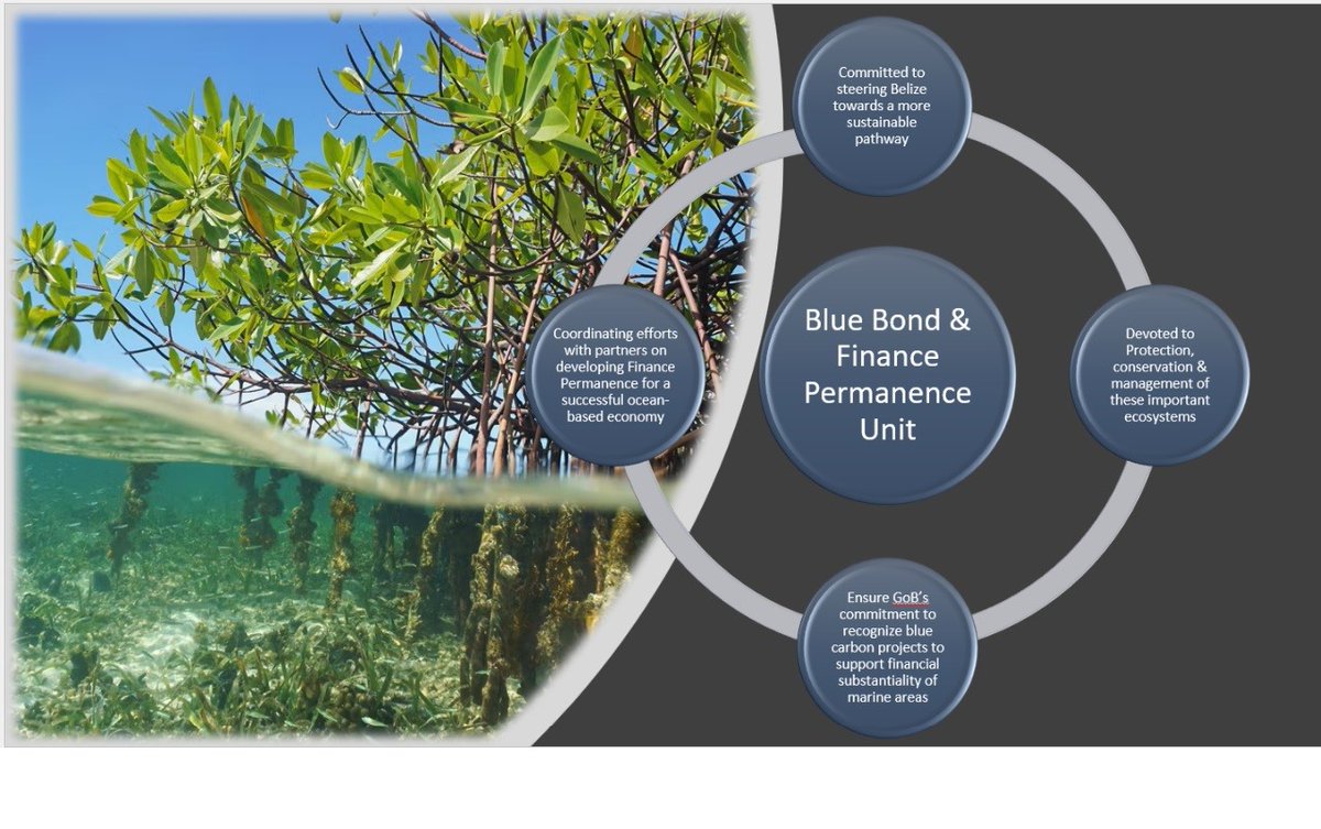 bbfpunitbze's tweet image. Yesterday July 26th, 2022, the world recognized and celebrated “International Day for the Conservation of the Mangrove Ecosystem.”
 
Mangroves are extremely important and extraordinary ecosystems, found along the coastlines, providing numerous ecological services.