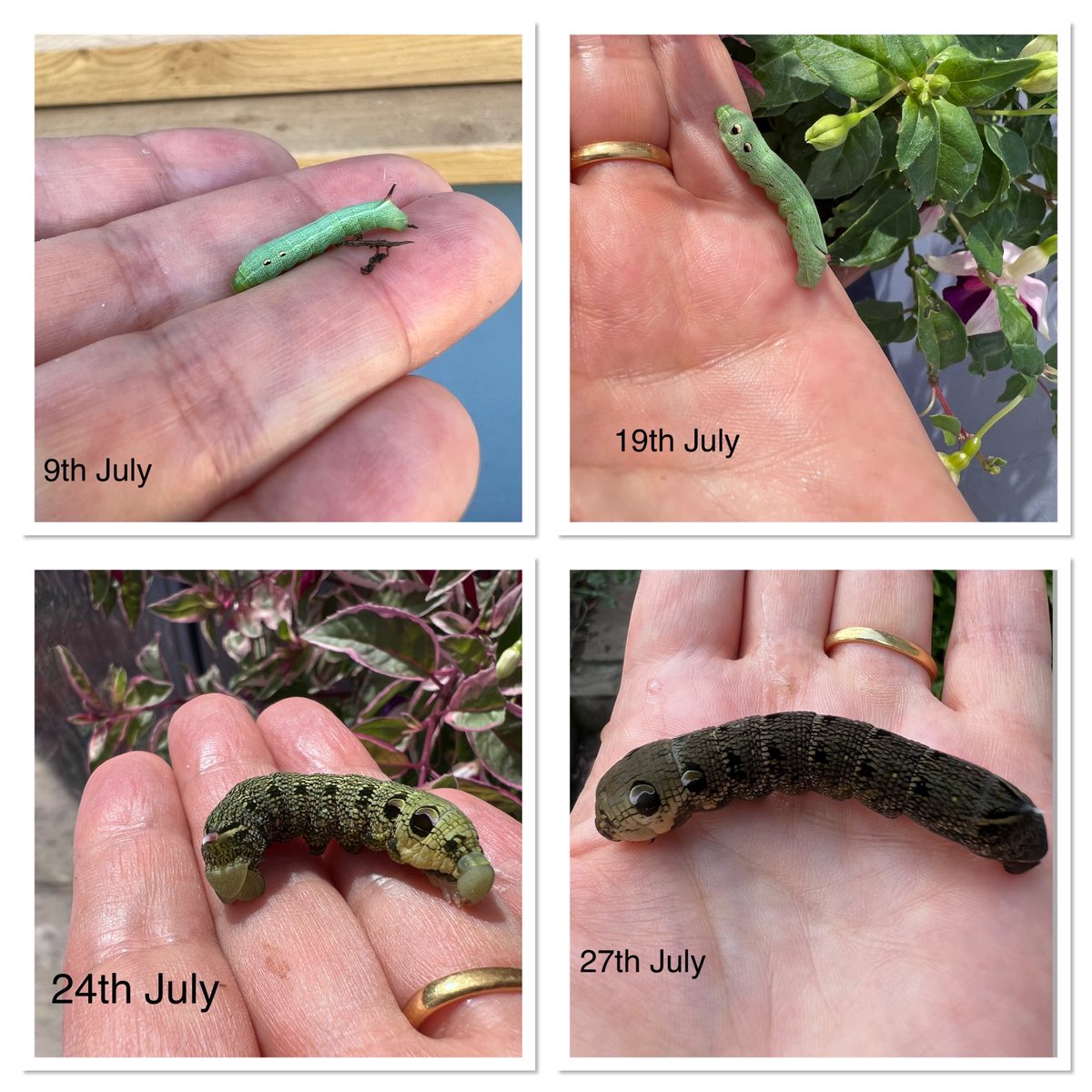 They grow up so fast! My Elephant Hawk-moth caterpillars are getting chunky and brown. Plenty of Rosebay Willowherb in the garden but they have chosen the fuchsias. ⁦@savebutterflies⁩ ⁦@mothsinkent⁩ ⁦@BCKentBranch⁩ #MagnificentMoths