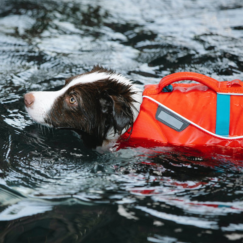 AnimalCareVet's tweet photo. Not all #dogs are strong swimmers, which is why it's important to supervise them when taking a dip to cool off and be sure they wear flotation devices. 💧 #PetTip #SummerTip https://t.co/JPZHgMSfWR