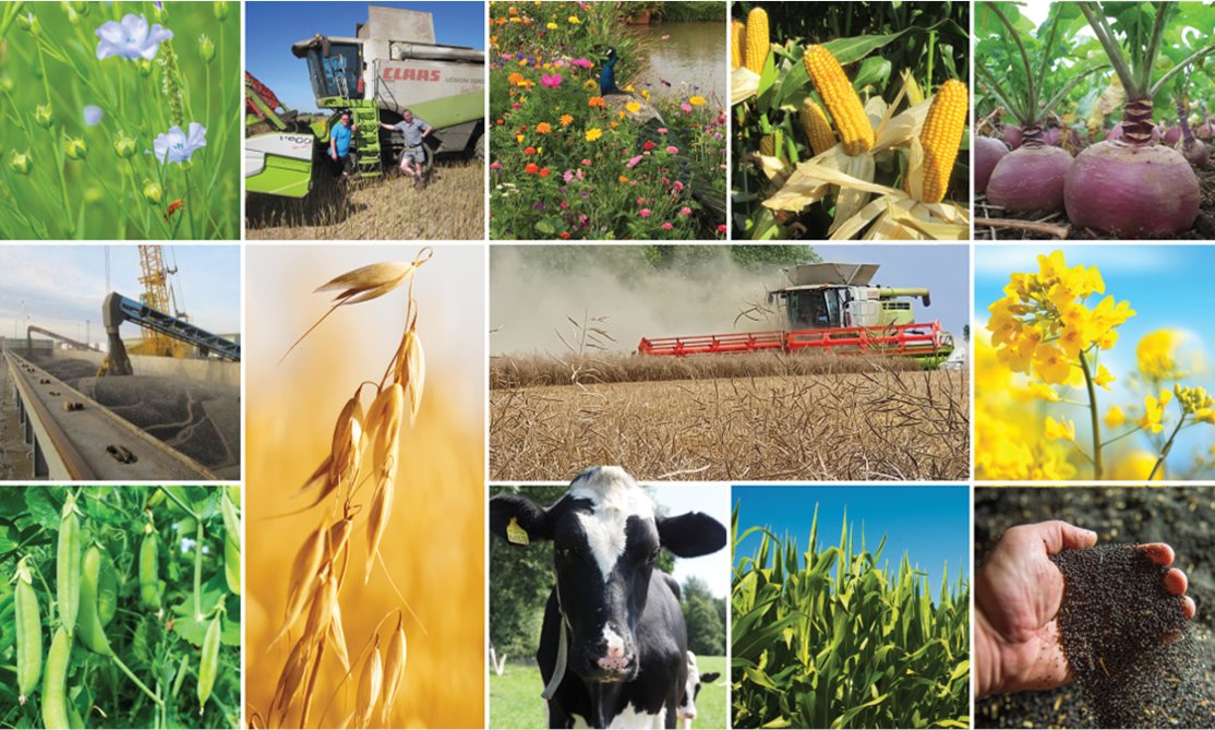 Since Monday 18th July, United Oilseeds has collected &amp; moved  79,434 tonnes of its members &amp; customers break crops #OSR #Oats #Linseed @scouseman1978 <a href="/BeckyCrocombe/">Becky Crocombe</a> <a href="/BeckiiGibbs/">Beckii Gibbs</a> <a href="/AJHMilne/">Andrew Milne</a> <a href="/pennock66/">Ray</a> <a href="/Tula205/">James  Hood</a> <a href="/holly_gourley/">Holly Gourley</a> <a href="/BeckyBeesley1/">Becky Beesley</a> @AaronCantrill1 <a href="/owencuos/">Owen Cligg</a> #Harvest2022