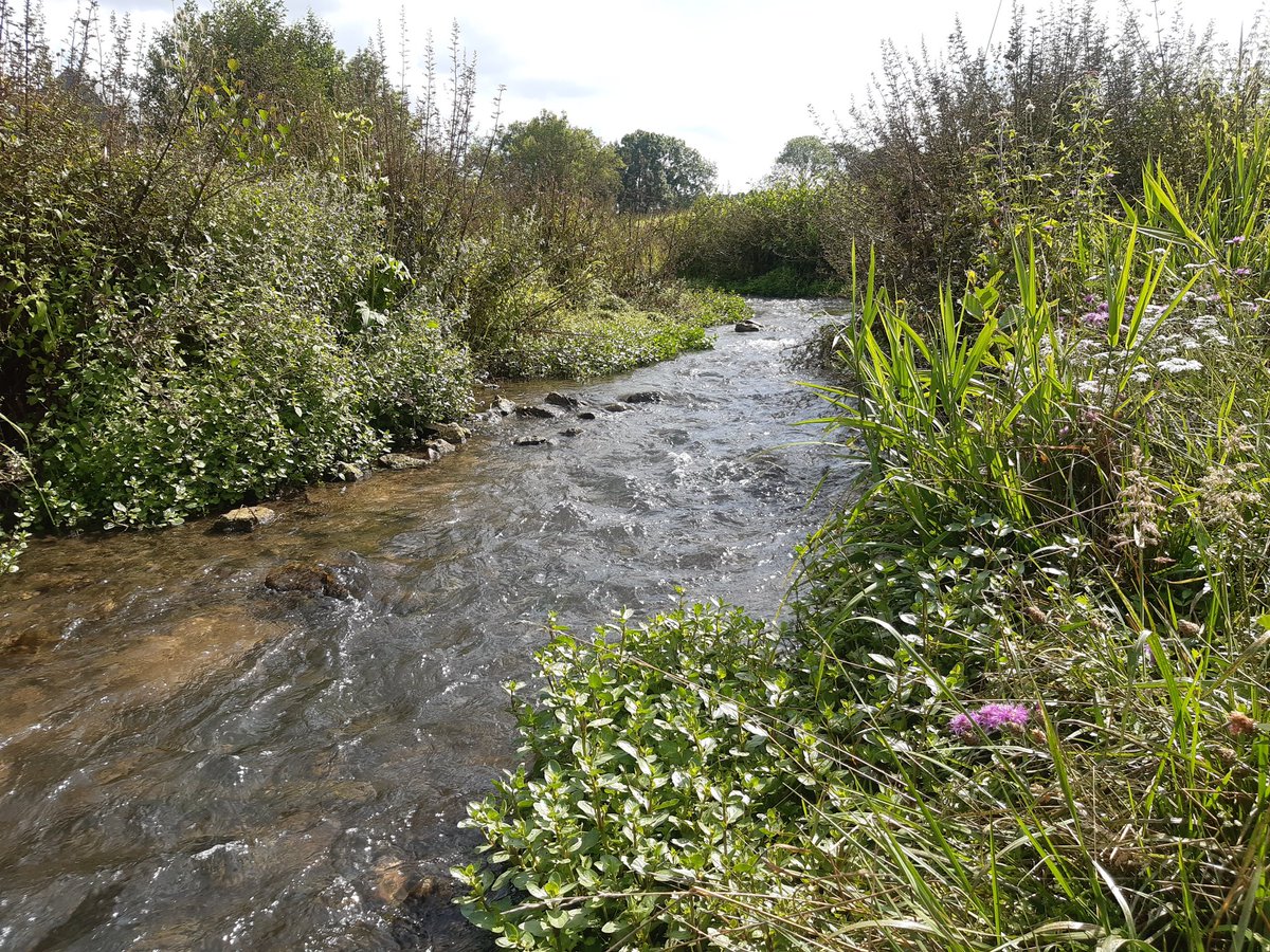 smbdives's tweet photo. 2 ans après #travaux, l'indice d'abondance truite, sur la #dorette, est excellent avec 73 individus sur 100 m..la #renaturation des #coursdeau est une action nécessaire pour l'adaptation au #changementclimatique... #sécheresse...@Seine_normandie @OFBiodiversite @LaFNPF https://t.co/mBBzNESjF8