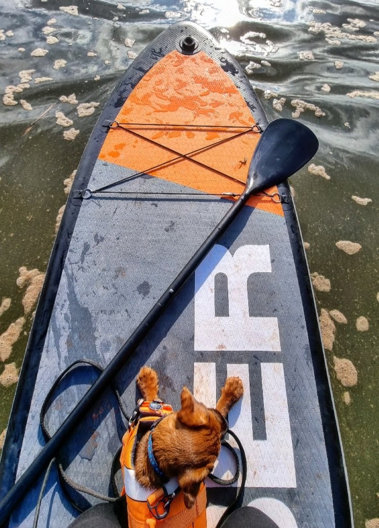 Twitchin2's tweet image. SUP PUP 🐶🌊 #suppup #supdogs #paddleboarding #adventures