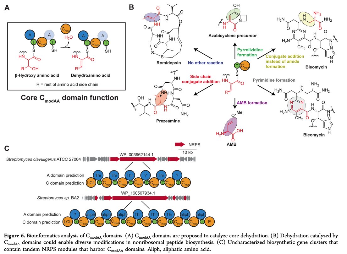 Structure &amp; Function of a Dehydrating Condensation Domain in NRP #Biosynthesis by Jon Patteson, Camille Fortinez, Andrew Putz, Juan Rodriguez-Rivas, Henry Bryant, Kamal Adhikari, Martin Weigt, <a href="/SchmeingLab/">Schmeing Lab</a> <a href="/CRBSMcGill/">CRBS McGill</a>, <a href="/LiLabUNC/">Bo Li Lab @ UNC</a> <a href="/uncchemistry/">UNC-Chapel Hill Chemistry</a> in <a href="/J_A_C_S/">J. Am. Chem. Soc.</a> pubs.acs.org/doi/10.1021/ja…