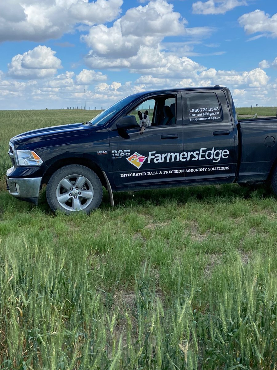 #FarmDogFriday 
Sadie is back again working with intern <a href="/Terra_Beck98/">Terra Beck</a> to #scout some fields this past week!  
Did you have any cute helpers in the field with you? Show us your dog <a href="/FE_TaylorMarkha/">Taylor Markham</a> 🐶🌱📲 
#DigitalAg #FEagronomy #Bootsontheground #FarmersEdge #FarmCommand  -TB