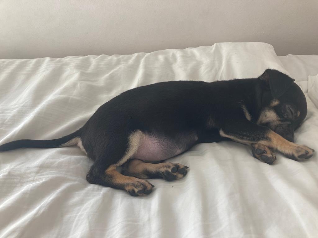 dinalavery's tweet photo. My new puppy’s belly to cleanse the timeline https://t.co/99sKVnugED