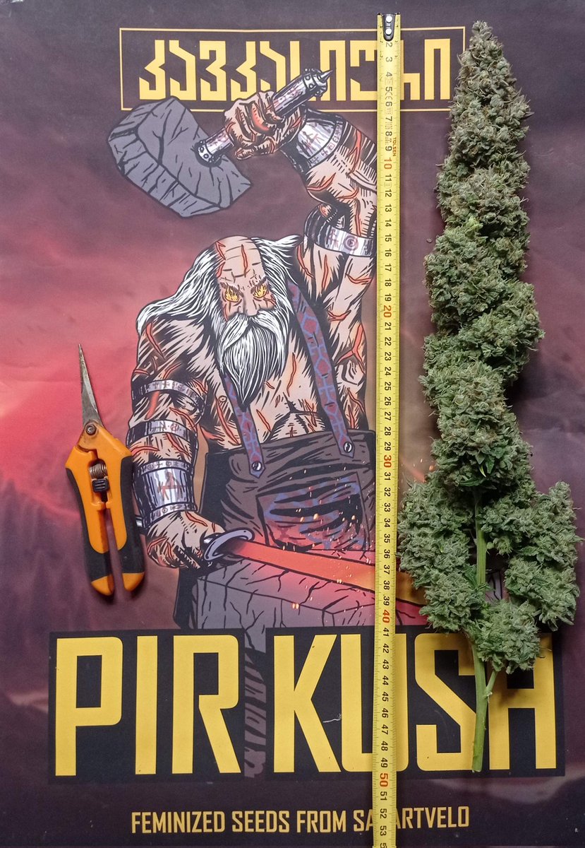 GrowerHaoss's tweet photo. This is my favorite center buds
Red Gorilla AUTO • Sweets Seeds
BOCHI AUTO • Caucasian Seeds
PIRKUSH AUTO • Caucasian Seeds
OCHO AUTO • Caucasian Seeds https://t.co/JaLW0ZeSSF
