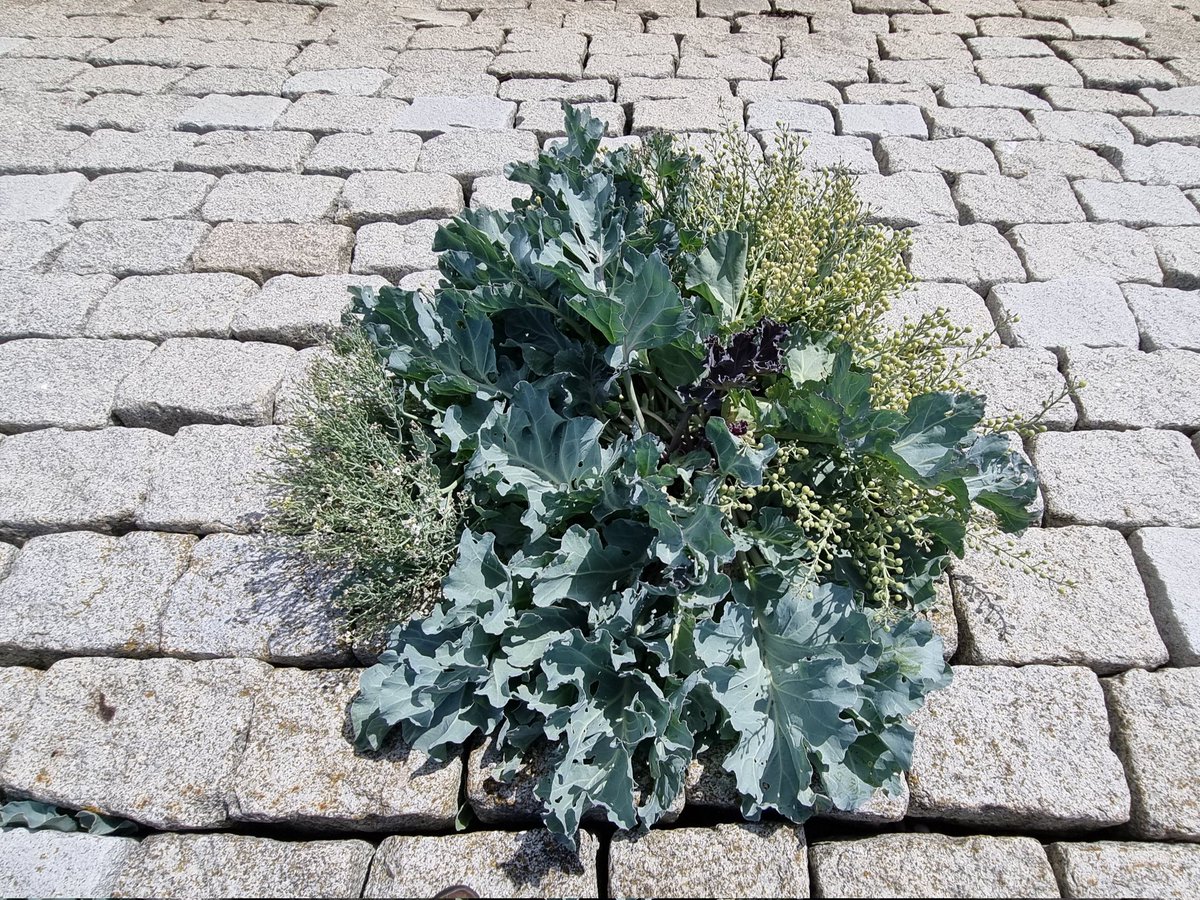 andrebrasse's tweet photo. Vandaag de als #zeldzaam gemarkeerde #Zeekool op #Terschelling gefotografeerd. Maar de vraag is nu, is het groene, rode of witte Zeekool? π Wie het weet mag het zeggen. https://t.co/jVxqTzTeC2