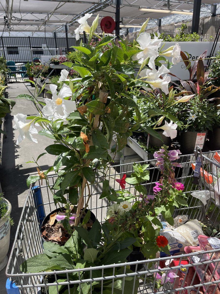 603215BigC's tweet image. When a quick #CSPDweekSC lunch break store run need a little debugging! Concatenate shopping and flowers for a true result! #weteachcs_python #SCCS #lovetolearn #learntolive