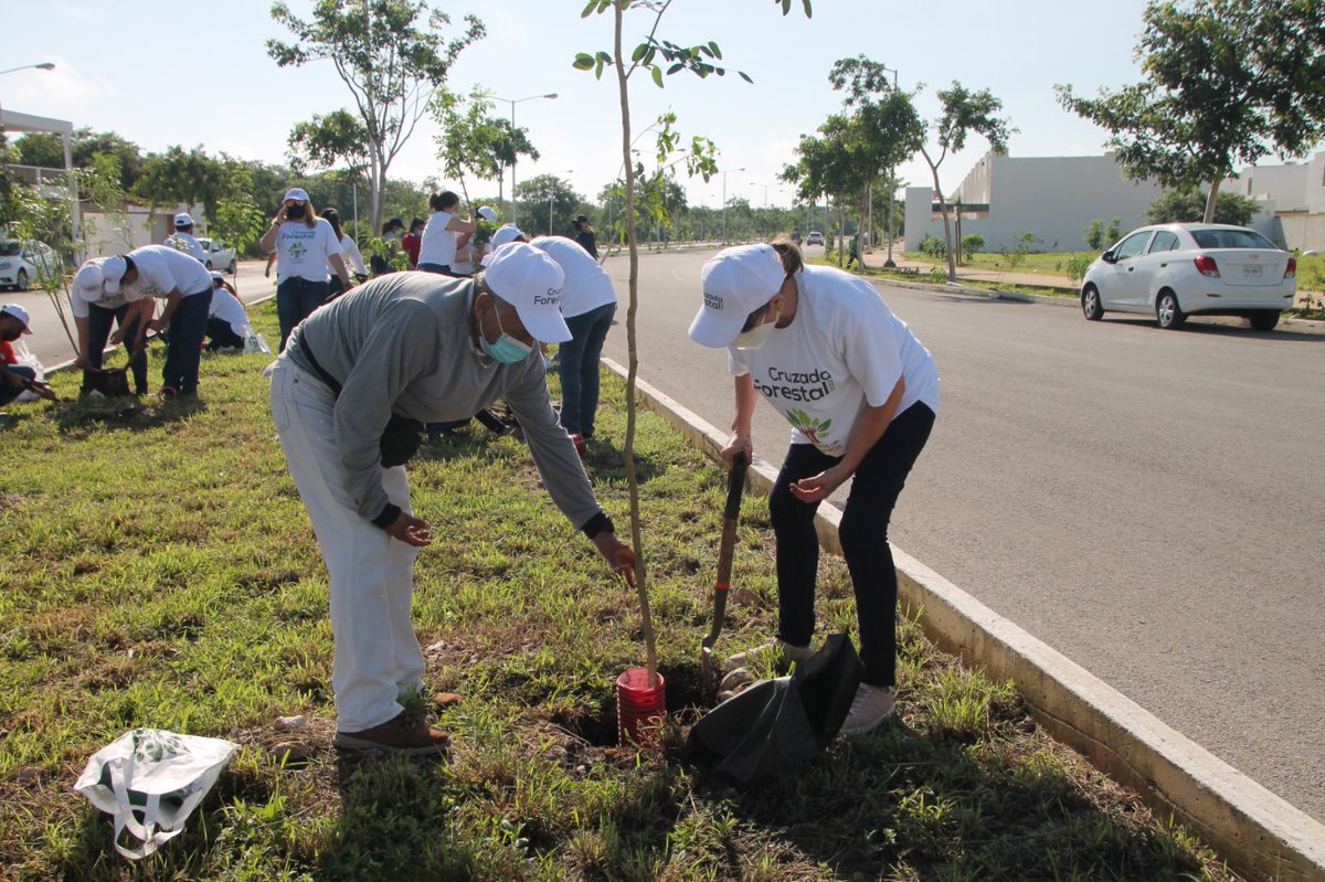 canacomerida tweet media