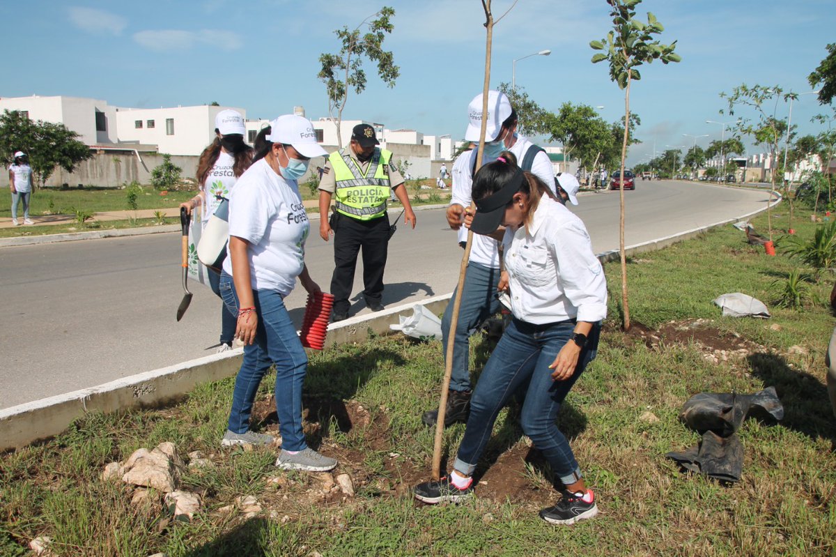 canacomerida tweet media