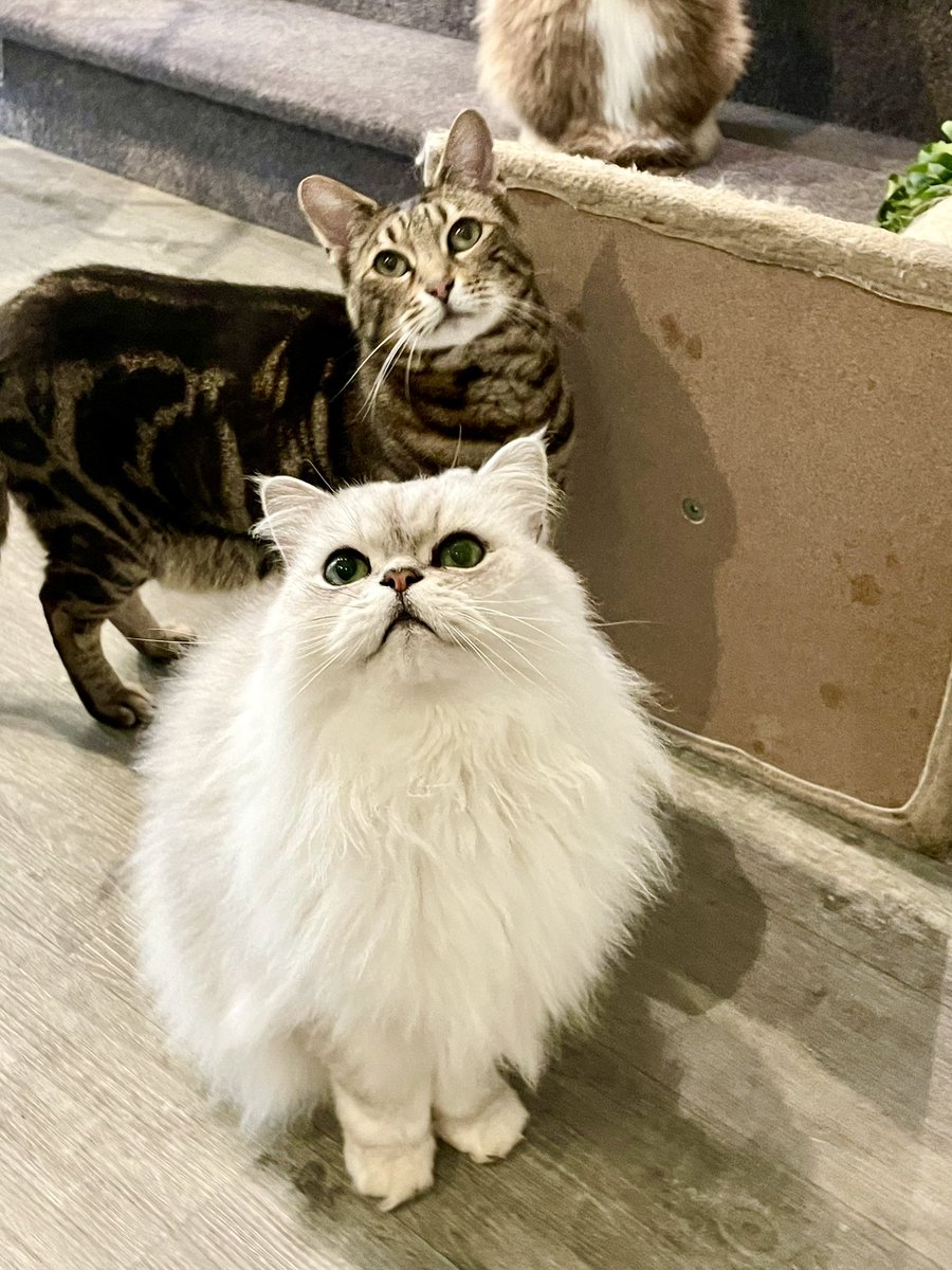 The <a href="/maisondemoggy/">Maison de Moggy</a> cat cafe in Edinburgh is a purrfect spot for coffee and cuddles 🐱