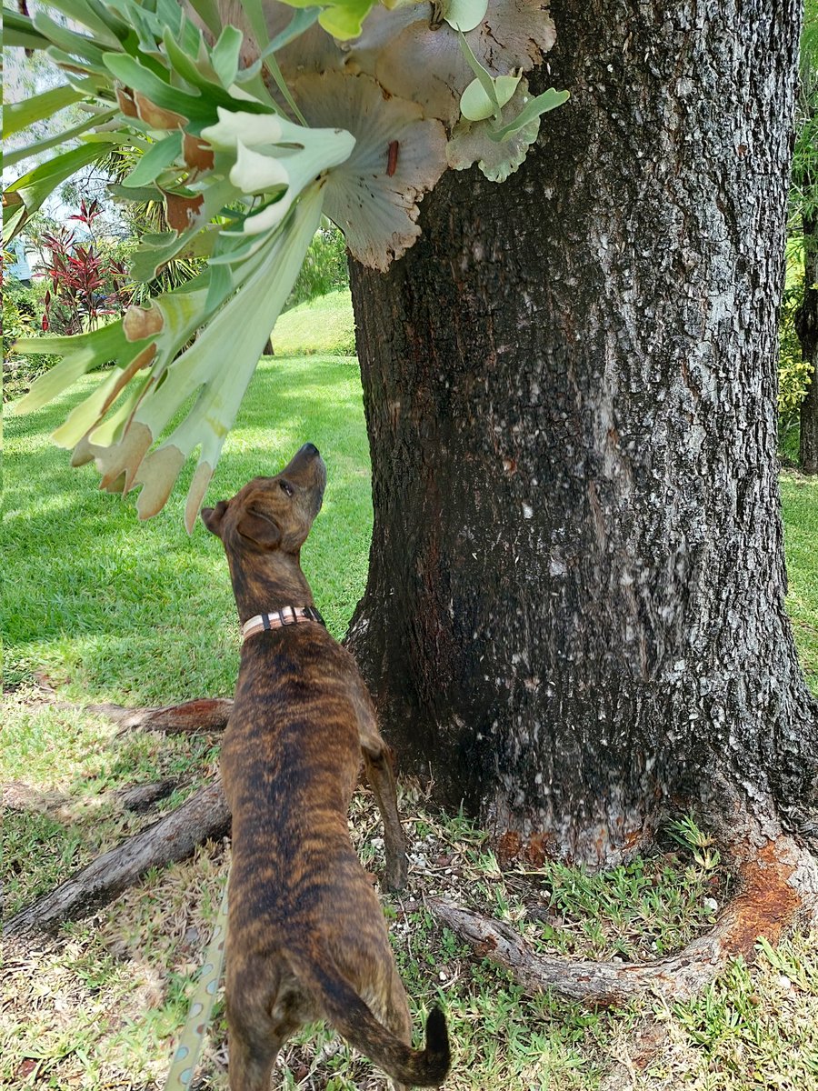 JPorkchop's tweet photo. I treed a squizzer!! I was made for this! #squirrel #plotthoundmix #dogsoftwitter #DogsOnTwitter #dogs https://t.co/GMRZtViQYL