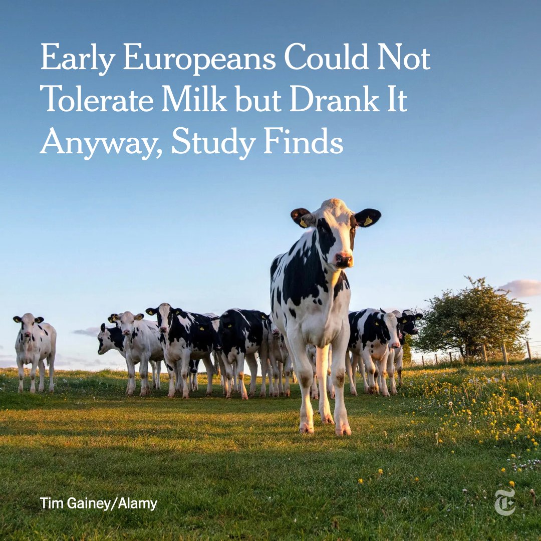 For thousands of years, Europeans consumed milk products despite lacking an enzyme needed to avoid gastrointestinal discomfort, according to a new study. nyti.ms/3bdfCij