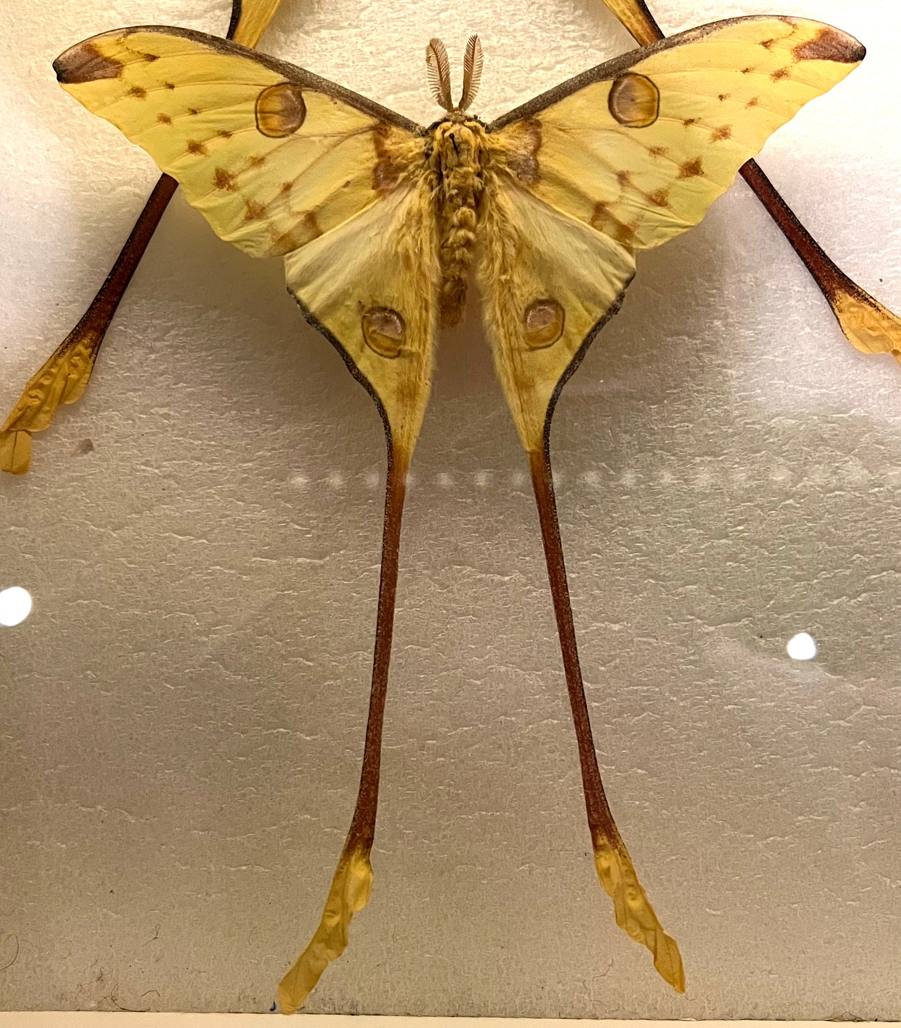 Field Museum on Twitter "These elegant insects live for only a week at
