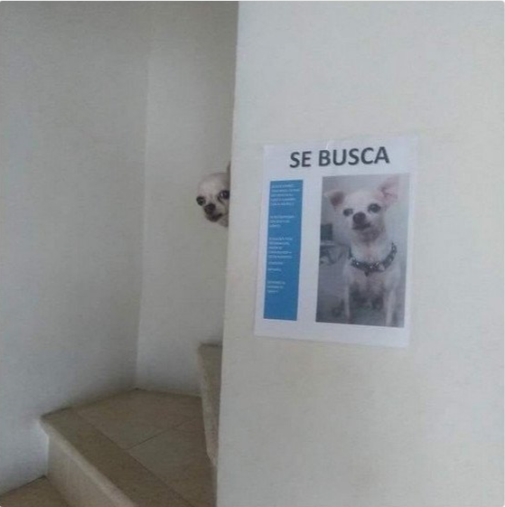CorridasDomingo's tweet photo. ayuda se perdio https://t.co/vumdi6kwNj