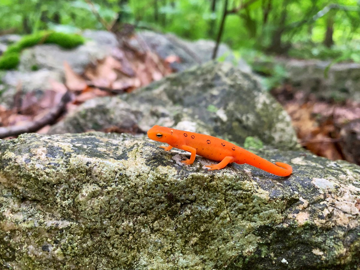 Sam Shablin tweet media