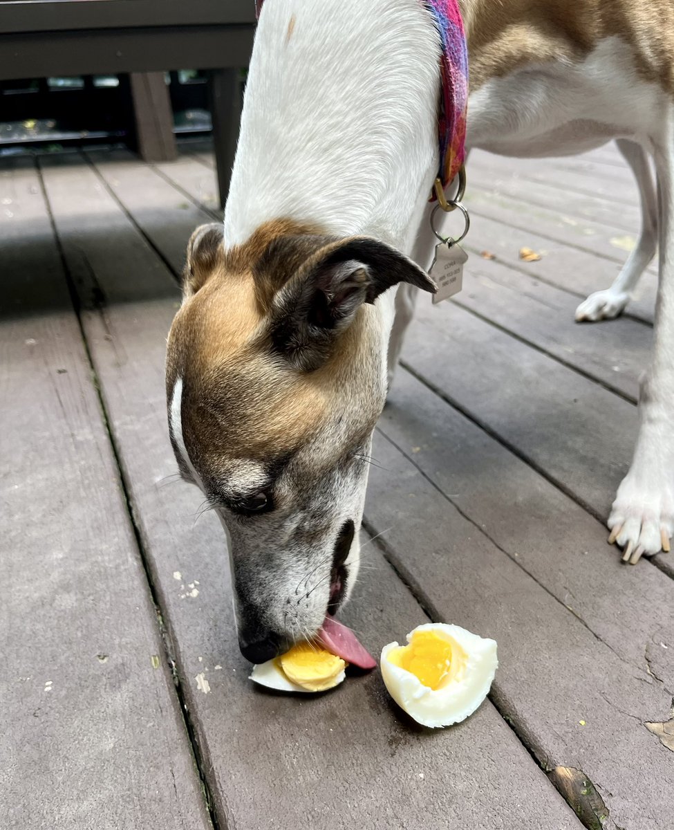 CoraTheWhippet's tweet image. Celebratory egg for #whippetwednesday 🥚 🎉
#whippet #dogsoftwitter #dogs #houndsoftwitter #hounds