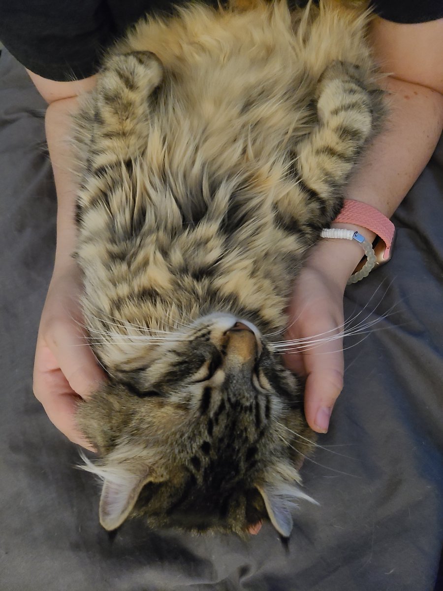 Xena getting snuggles and love! She is an American Curl + Manx... She will always stay little and extremely soft! 
 #catsof #bestcatsofinstagram #lovecats #catsworld #catsitterlife #catsitting #catlover #catsofgram #catsitterslife #catsittersofinstagram