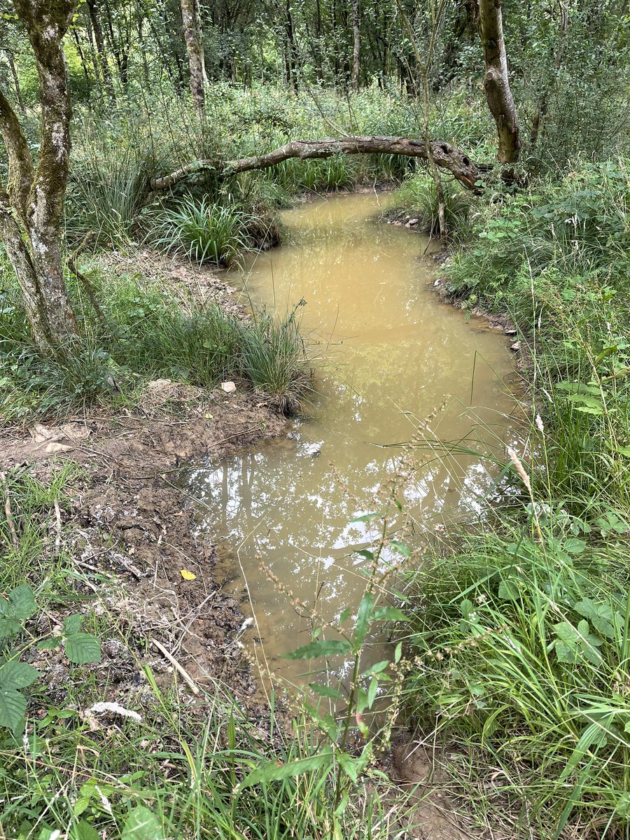 It has barely rained here in Somerset since March – perhaps the driest summer in my lifetime. And yet wherever there are beavers, there is coolness and water. We need beavers back through all of our landscapes, as fast as possible.