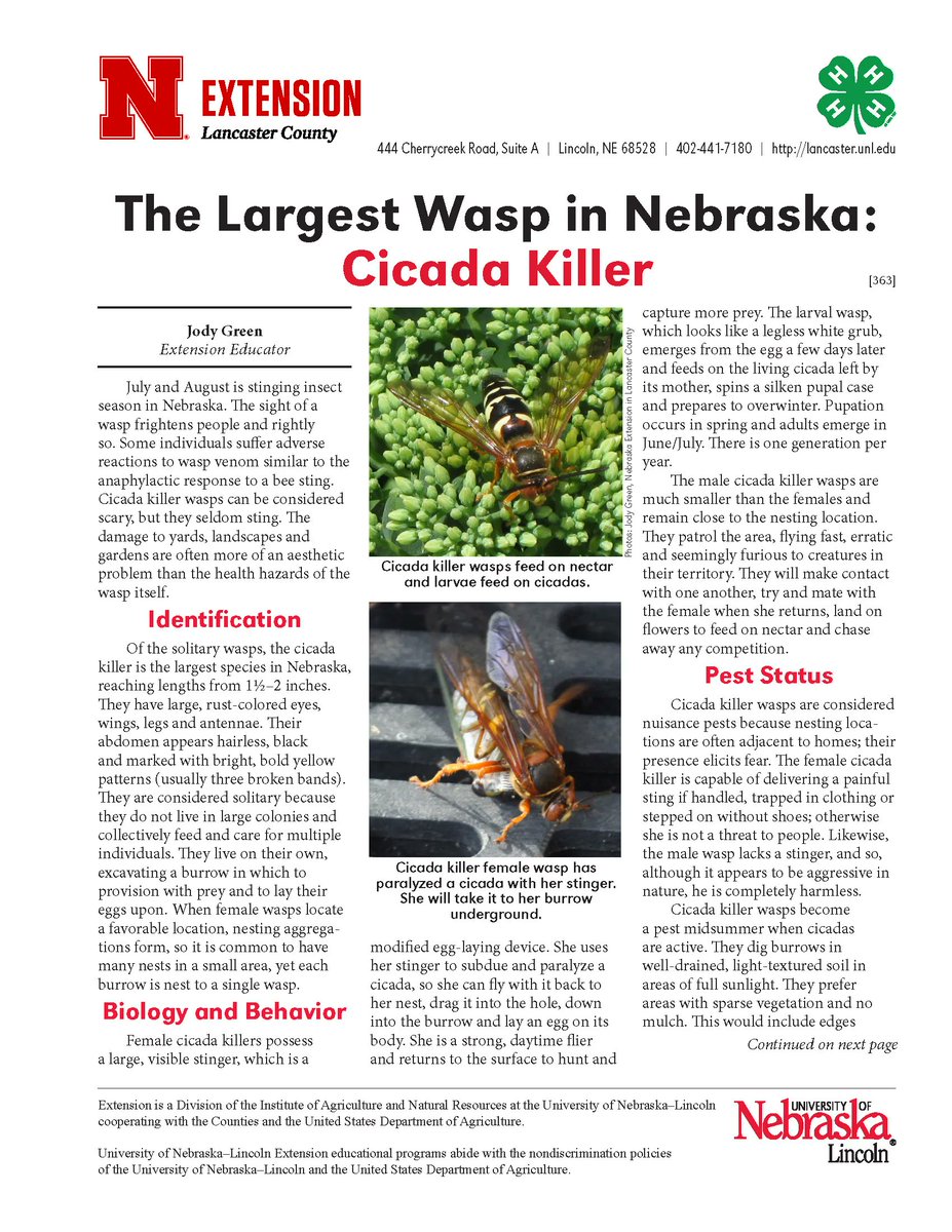 The largest wasp in Nebraska, the cicada killer wasp, may seem scary because of its size (1.5-2 inches). But these wasps seldom sting people and disappear when cicadas do in the fall. Cicada killer wasps are often confused for murder hornets, currently found only in Washington.