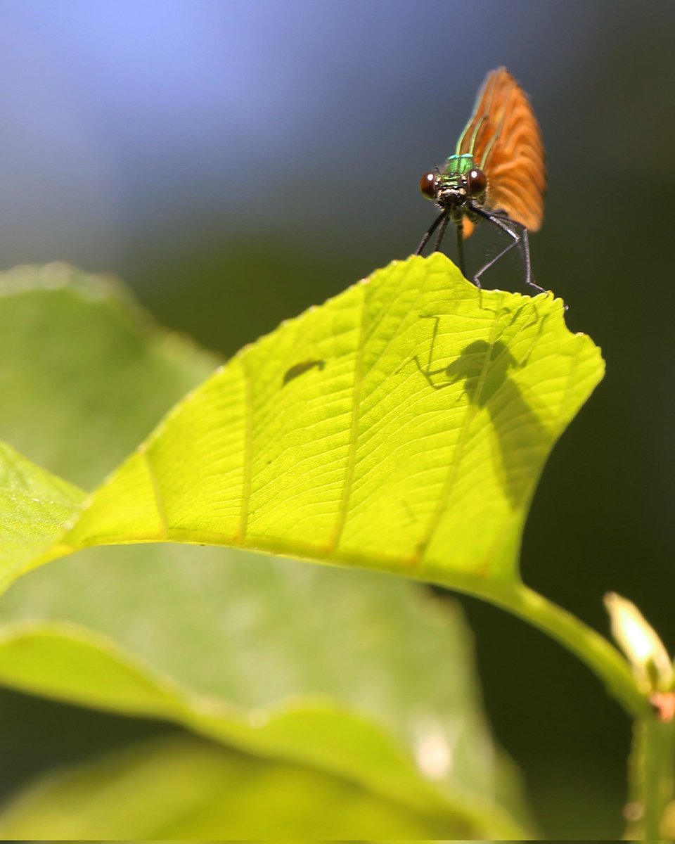 Davidnature22's tweet photo. Banded Demoiselle #nature #naturelovers #NaturePhotography #springwatch #wildlifephotography #wildlife #wildinsects #countryfile #outdoors #insectdetective2 #instafollow #instalike https://t.co/OPxfsn2hz2