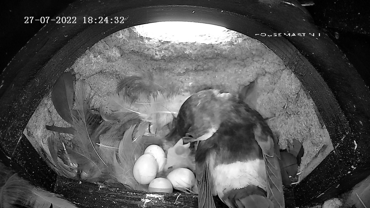 NatterjackPaul's tweet photo. First egg has hatched today in the second brood House martin cam cup, West Sussex! https://t.co/4Pecqh6Z8j