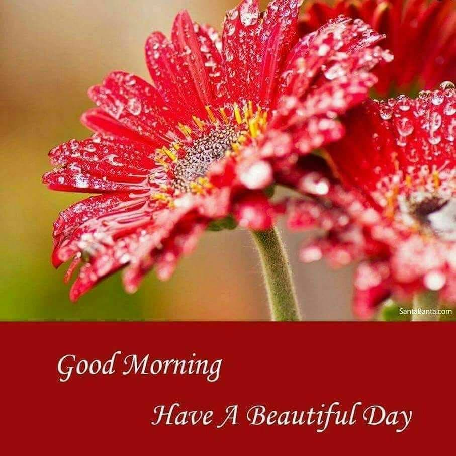 🟧 Good Morning Quotes Beautiful. DOWNLOAD our Good Morning APP 👉  https://t.co/O2DU18aNGo 👈 #goodmorningimages #goodmorning  #goodmorningquotes, image size:907x907