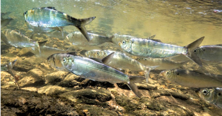 NOAA Great Lakes Environmental Research Laboratory (@noaa_glerl) on Twitter photo Why model the movement of fish larvae? Alewife is a primary food source for stocked salmon in the #GreatLakes, supporting a multi-billion dollar recreational fishery. Understanding alewife distribution in the lakes will ultimately help improve fishery management.
📸: <a href="/USFWS/">U.S. Fish and Wildlife Service</a> Why model the movement of fish larvae? Alewife is a primary food source for stocked salmon in the #GreatLakes, supporting a multi-billion dollar recreational fishery. Understanding alewife distribution in the lakes will ultimately help improve fishery management.
📸: <a href="/USFWS/">U.S. Fish and Wildlife Service</a>
