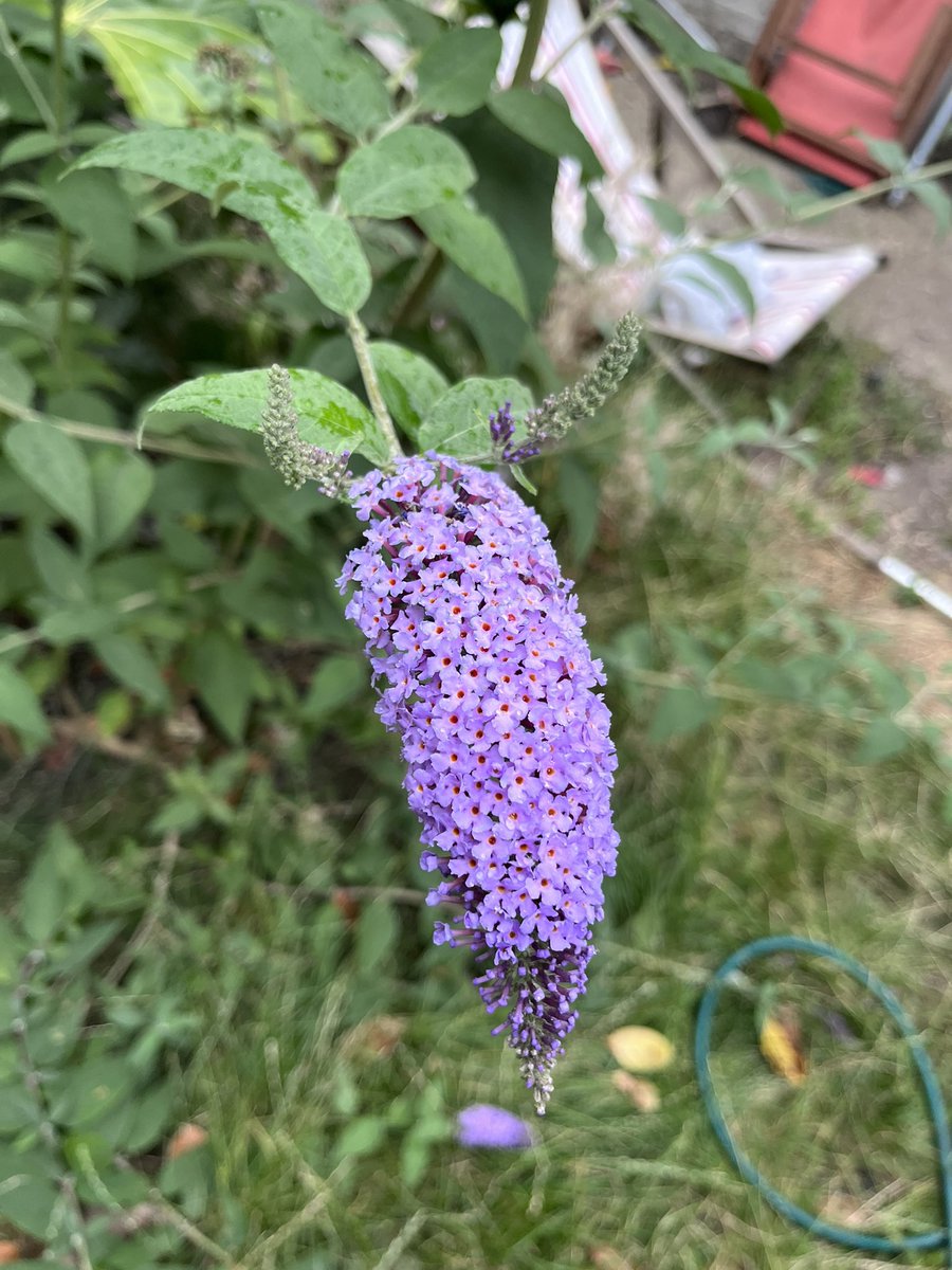 Finlay Robertson tweet media