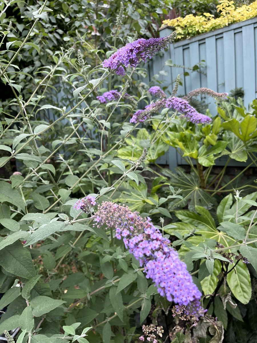 Finlay Robertson tweet media