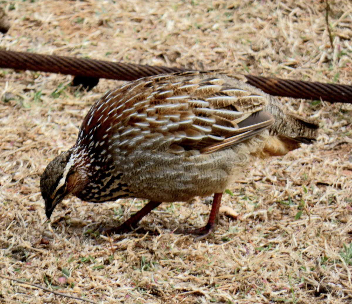 #crestedfrancolin #francolin #カミナガシャコ #シャコ #birding #birdinginafrica #birdwatching #birds #wildbirds #birdlover #pilanesbergnationalpark #southafrica #africa #バーディング #バードウォッチング #野鳥撮影 #野鳥 #鳥 #鳥好き #南アフリカ #南ア #アフリカ #lumix