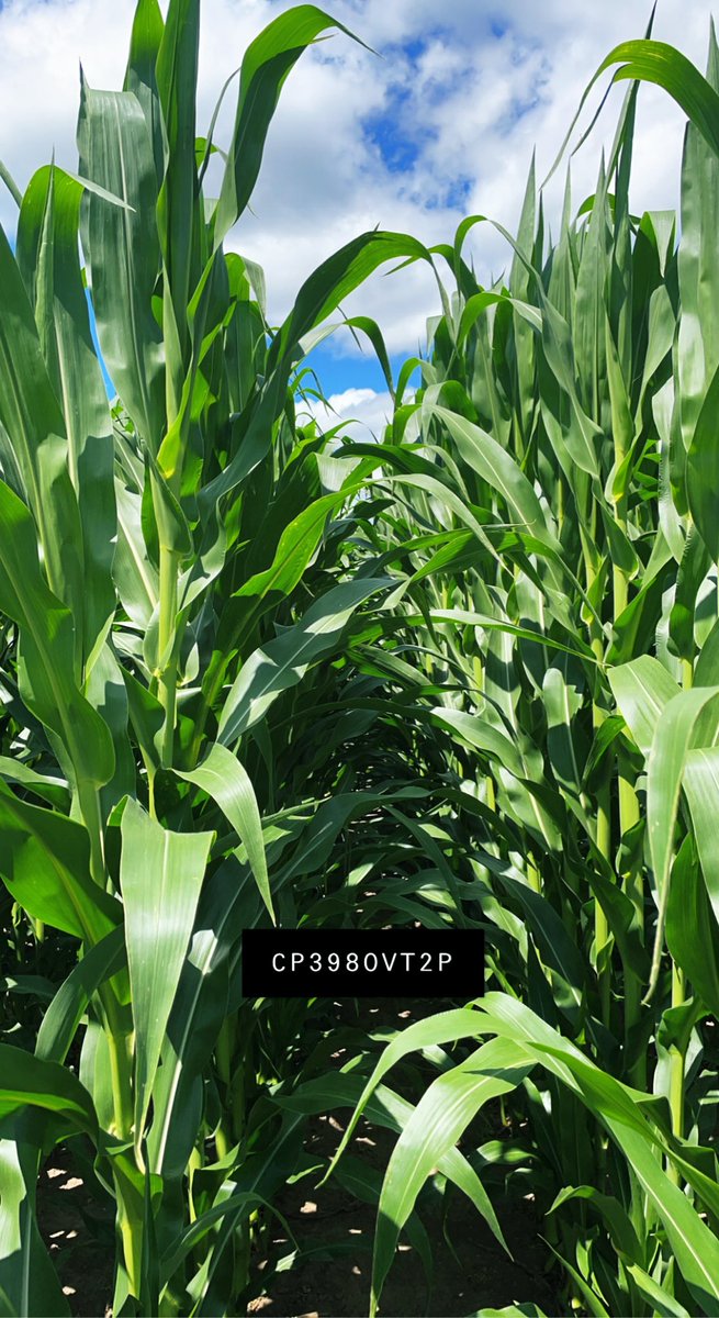 KaitlandVSpek's tweet photo. Couple NEW later day hybrids winning over my heart so far this season😍 🌽 Making bets early!! #3980VT2P #3823SS #4757VT2P #CROPLAN #CornIsKing #WinfieldUnitedCanada https://t.co/Bu3E8YB4rs